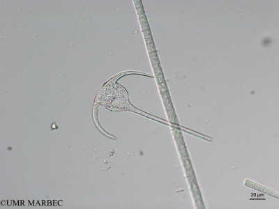 phyto/Brazilian_Nordeste/Northeastcoast_station31/ABRACOS2 April 2017/Tripos declinatus var. major (Snap-341)(copy)_thumb.jpg